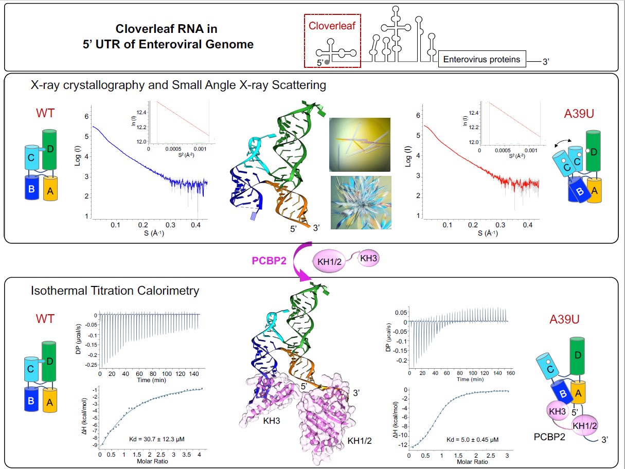 Cloverleaf-RNA.jpg