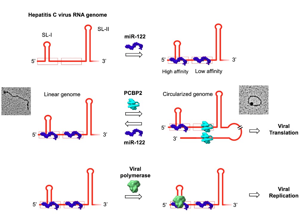 Hepatitis-C-Virus-RNA.jpg